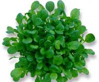 Easy to Grow Asian Greens